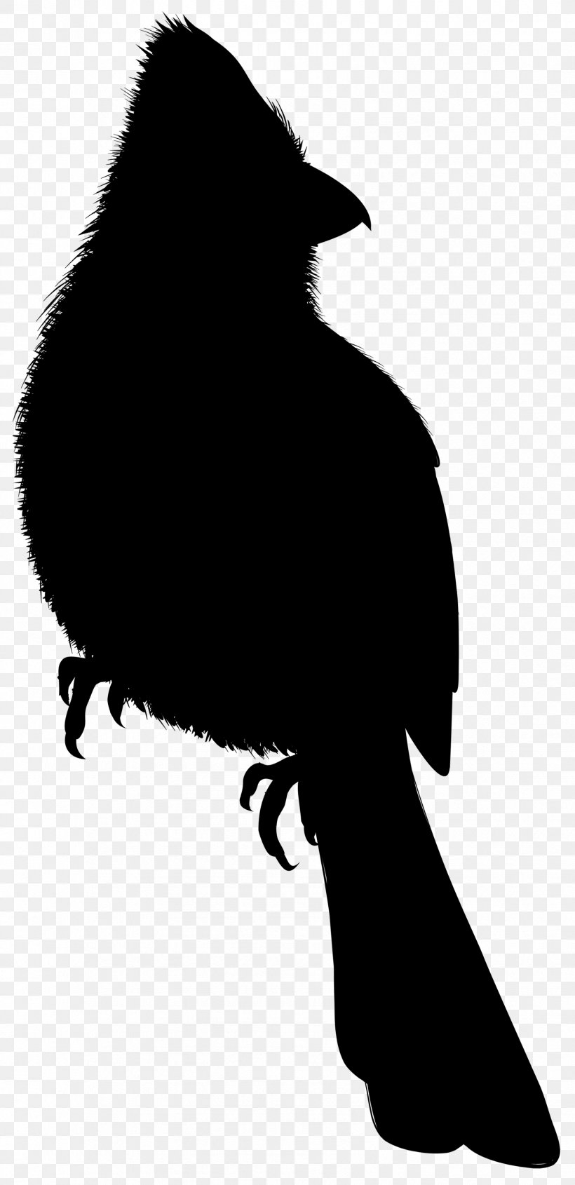 Beak Silhouette Black M, PNG, 1698x3500px, Beak, Bird, Black M, Blackandwhite, Crow Download Free