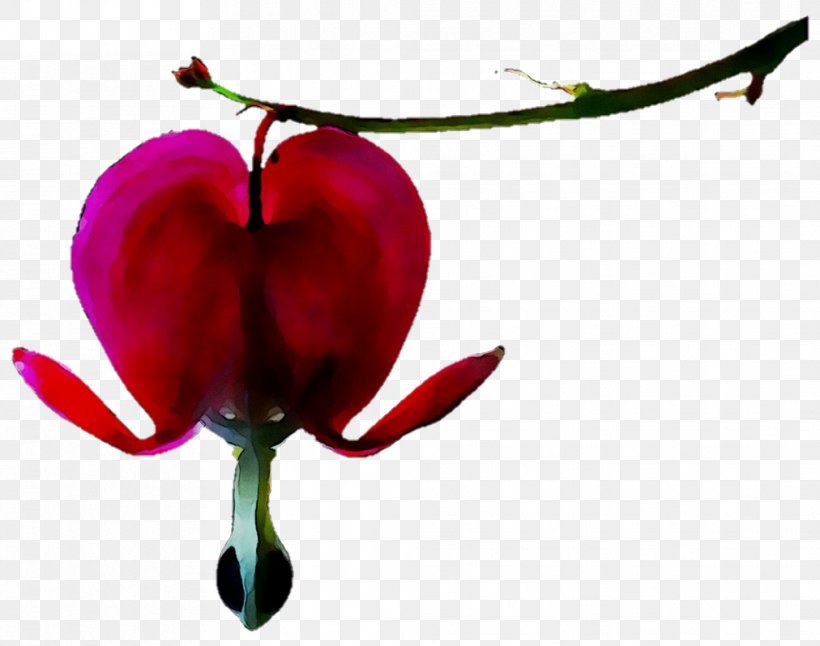 Clip Art Petal Image Flower, PNG, 1012x798px, Petal, Asian Bleedingheart, Blog, Botany, Bud Download Free