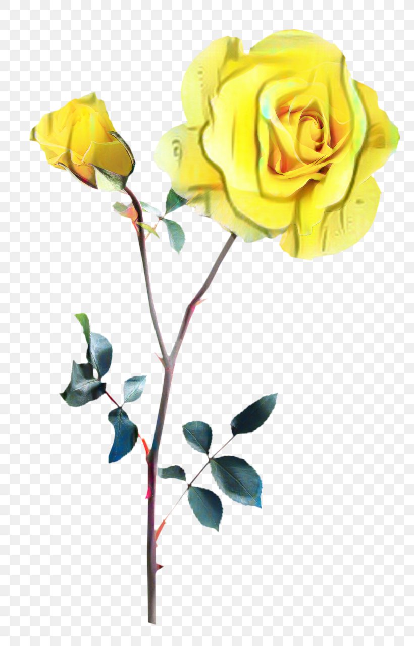 Rose Flower Drawing, PNG, 765x1280px, Rose, Austrian Briar, Blue Rose, Branch, Bud Download Free