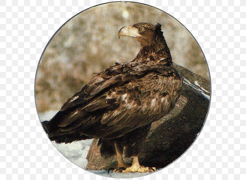 Bald Eagle Bird Of Prey White-tailed Eagle Buzzard, PNG, 600x600px, Bald Eagle, Accipitriformes, Beak, Bird, Bird Of Prey Download Free