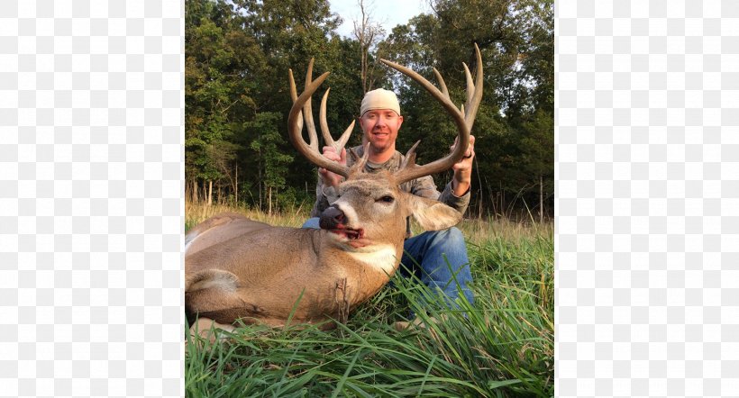 Elk White-tailed Deer Deer Hunting Antler, PNG, 1500x809px, Elk, Antler, Deer, Deer Hunting, Fauna Download Free