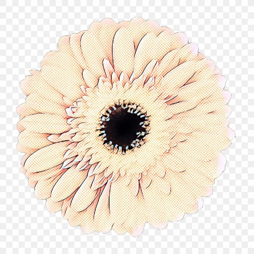Flowers Background, PNG, 1099x1100px, Transvaal Daisy, Barberton Daisy, Beige, Cut Flowers, Daisy Family Download Free