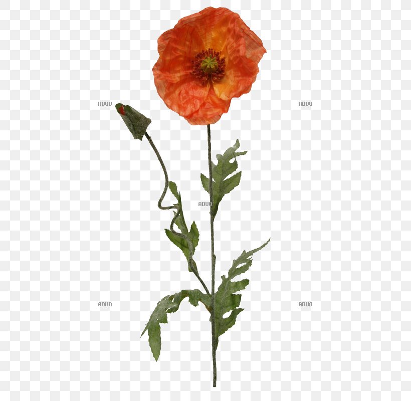 Opium Poppy Flower Plant Common Poppy, PNG, 800x800px, Poppy, Annual Plant, Artificial Flower, Blume, Common Poppy Download Free