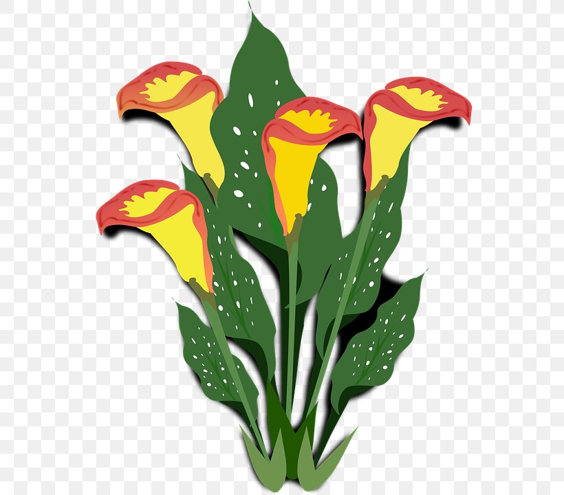 Arum-lily Cut Flowers Clip Art, PNG, 556x720px, Arumlily, Bog Arum, Calla Lily, Cut Flowers, Drawing Download Free