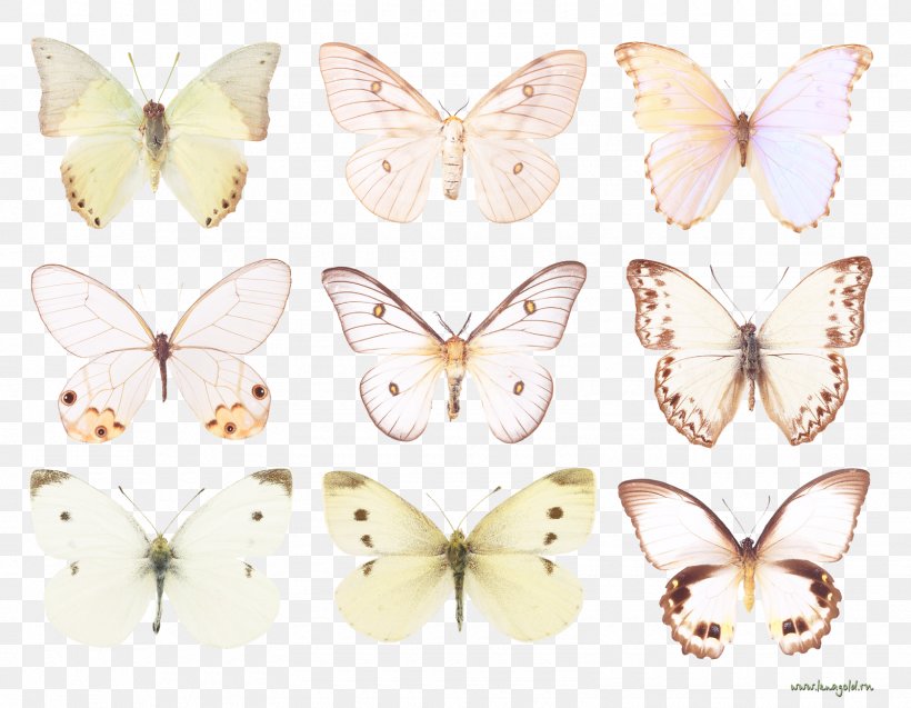 Brush-footed Butterflies Pieridae Silkworm Butterfly Butterflies And Moths, PNG, 1600x1244px, Brushfooted Butterflies, Arthropod, Bombycidae, Brush Footed Butterfly, Butterflies And Moths Download Free