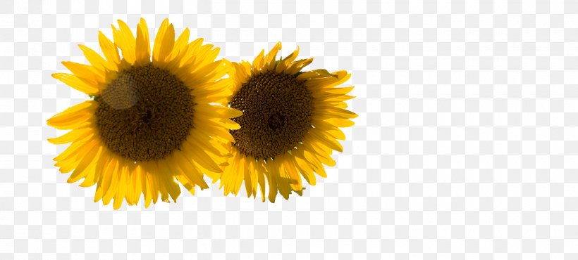Business Sharing Economy Sunflower Seed Management Common Sunflower, PNG, 1440x650px, Business, Common Sunflower, Customer, Daisy Family, Economy Download Free