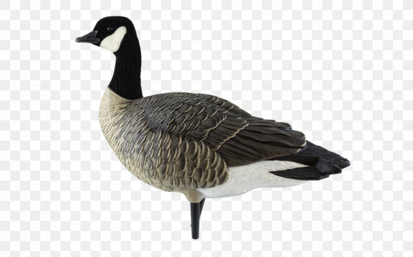 Canada Goose Canada Goose Mallard Duck, PNG, 940x587px, Canada, Anatidae, Anseriformes, Beak, Bird Download Free