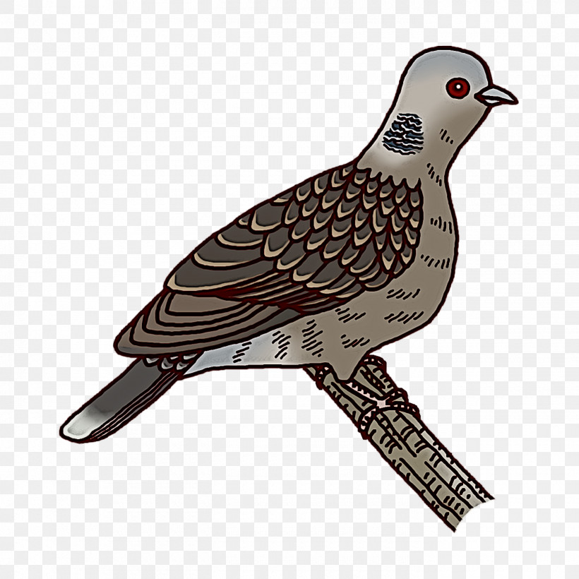 Feather, PNG, 1400x1400px, Stock Dove, Beak, Birds, Birds Wing, Cuckoos Download Free