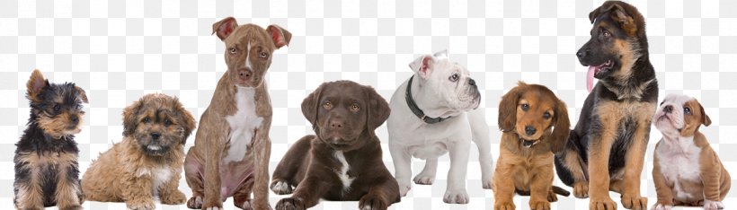 Puppy Maltese Dog Labrador Retriever German Shepherd Beagle, PNG, 1170x335px, Puppy, American Kennel Club, Animal Figure, Beagle, Dog Download Free