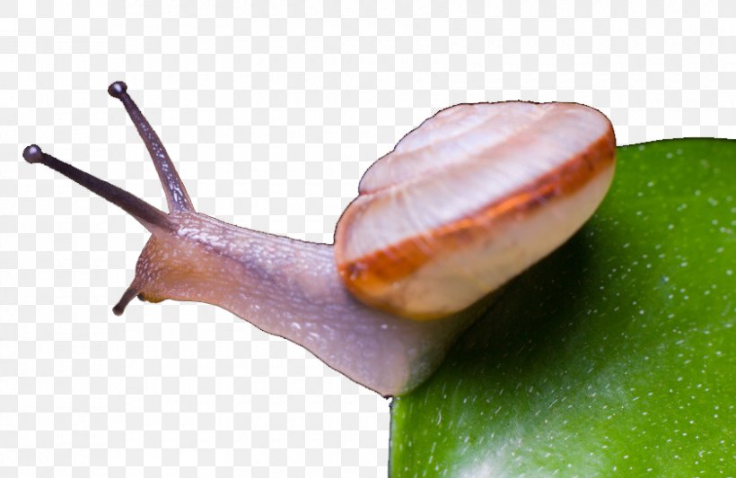 Snail World Slug House, PNG, 840x546px, Snail, House, Invertebrate, Molluscs, Organism Download Free