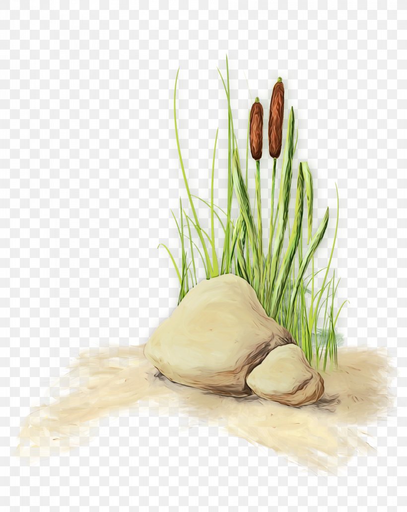 Vegetable Grass Plant Chives Leek, PNG, 1913x2408px, Watercolor, Allium, Chives, Food, Garlic Download Free