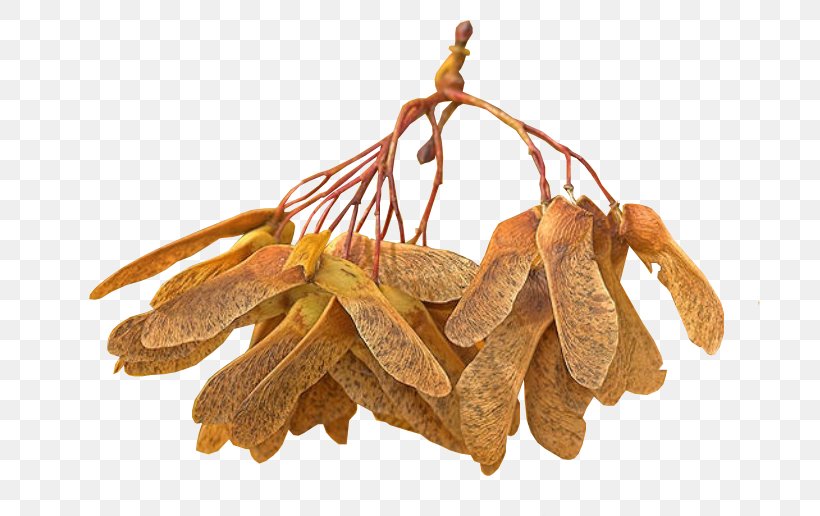 Commodity Tamarind, PNG, 701x516px, Commodity, Tamarind Download Free