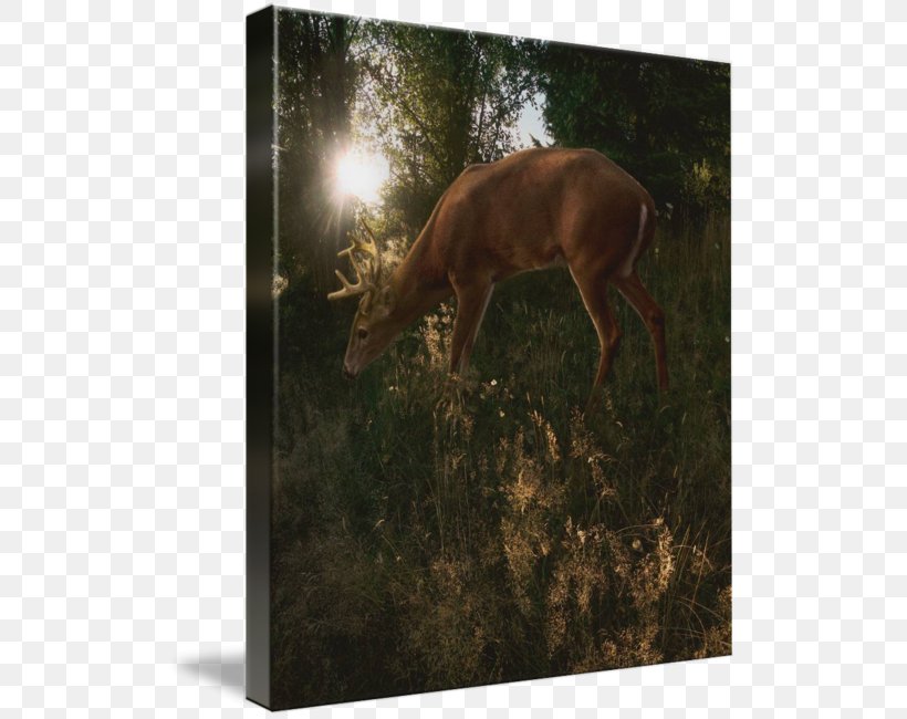 Elk Deer Antler Canvas Print Light, PNG, 516x650px, Elk, Antler, Canvas, Canvas Print, Deer Download Free