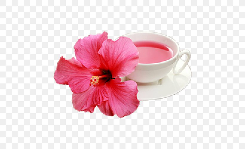 Hibiscus Magenta, PNG, 500x500px, Hibiscus, Cup, Flower, Flowering Plant, Magenta Download Free