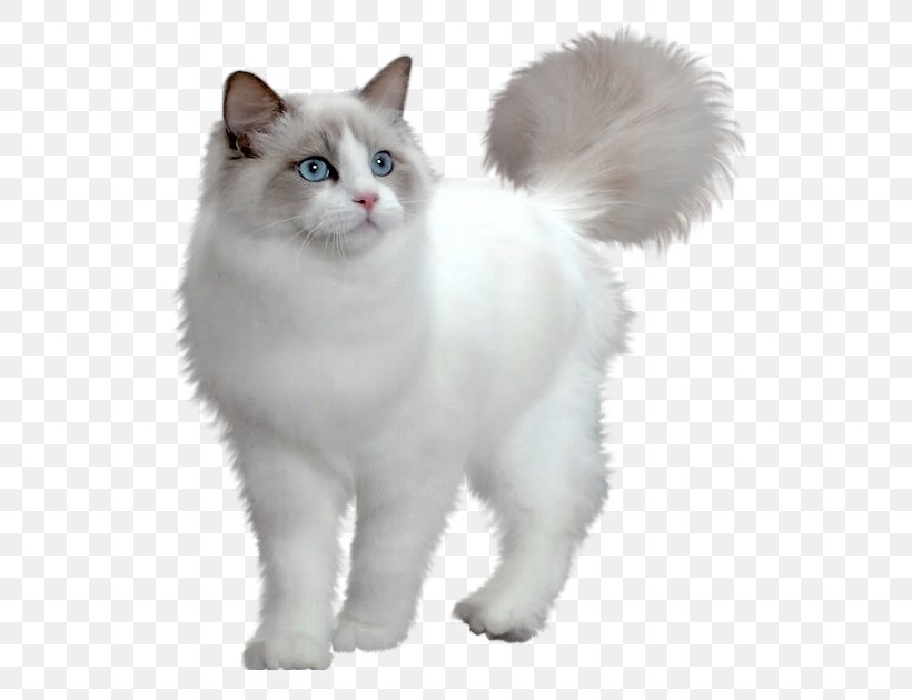 Ragdoll Maine Coon Persian Cat Burmese Cat Siberian Cat, PNG, 594x630px, Ragdoll, Aegean Cat, Animal, Asian Semi Longhair, Birman Download Free