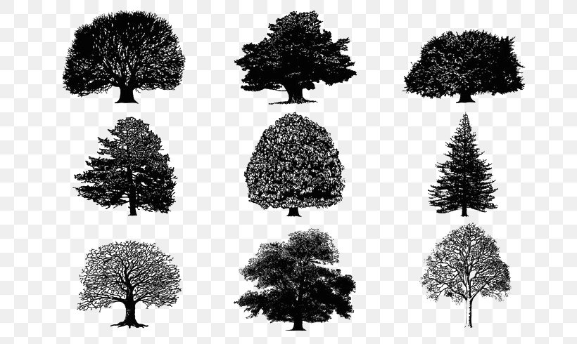 Tree Silhouette Download, PNG, 700x490px, Tree, Black And White, Branch, Dry Tree, Houseplant Download Free
