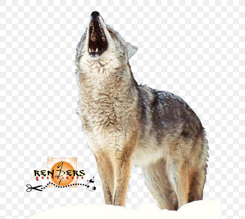 Arctic Wolf German Shepherd Siberian Husky Pack Puppy, PNG, 656x731px, Arctic Wolf, Animal, Aullido, Black Wolf, Carnivoran Download Free