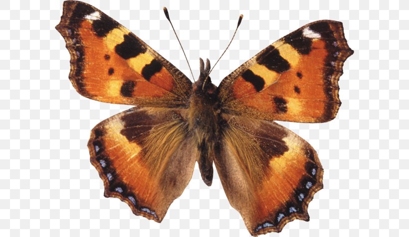 Brush-footed Butterflies Gossamer-winged Butterflies Butterfly Moth Large Tortoiseshell, PNG, 600x476px, Brushfooted Butterflies, Arthropod, Brush Footed Butterfly, Butterfly, Colias Download Free