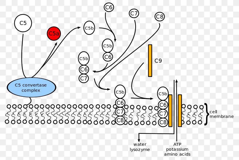 Complement Membrane Attack Complex Complement System Cell Membrane Complement Component 5 C8 Complex, PNG, 800x551px, Complement System, Art, Auto Part, Biological Membrane, Cell Download Free