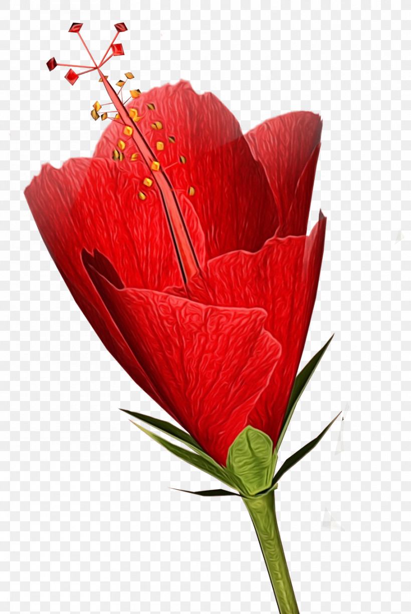 Flower Red Plant Petal Coquelicot, PNG, 909x1358px, Watercolor, Anthurium, Coquelicot, Cut Flowers, Flower Download Free