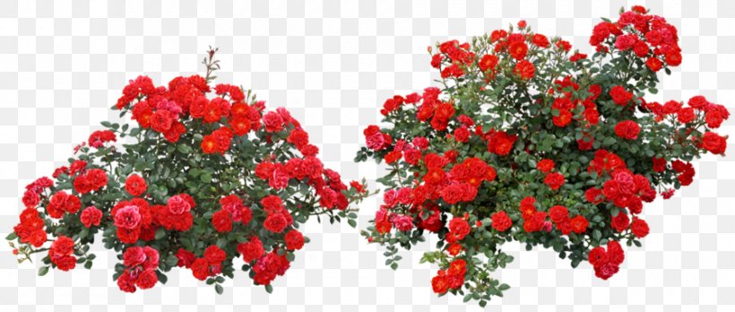 Rose Clip Art Shrub Image, PNG, 900x383px, Rose, Annual Plant, Cut Flowers, Drawing, Floral Design Download Free