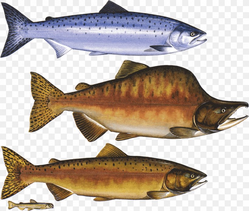 Coho Salmon Pink Salmon Chum Salmon Chinook Salmon, PNG, 1000x848px, Coho Salmon, Alaska Pollock, Animal Source Foods, Bass, Bony Fish Download Free
