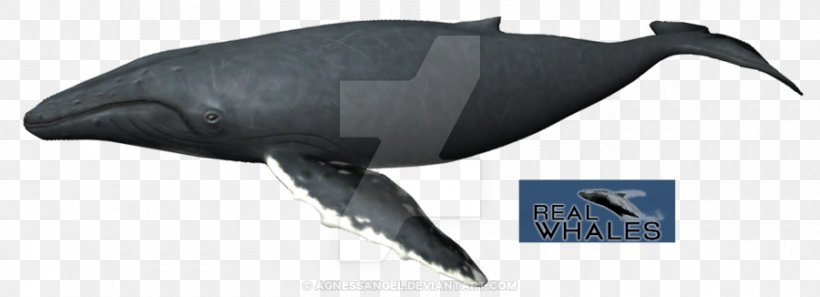 Dolphin Porpoise Fin Whale Humpback Whale Cetaceans, PNG, 900x326px, Dolphin, Animal, Animal Figure, Atlantic Ocean, Balaenoptera Download Free