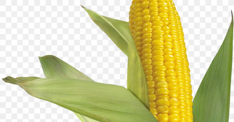 Waxy Corn Corn On The Cob Flint Corn Sweet Corn, PNG, 1200x630px, Waxy Corn, Buckwheat, Caryopsis, Commodity, Corn Kernel Download Free