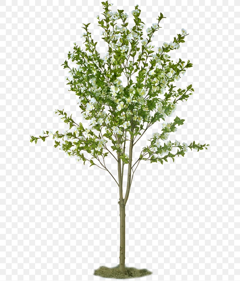 Fruit Tree Apple Sowing Plant, PNG, 627x961px, Tree, Apple, Apples, Asian Pear, Branch Download Free
