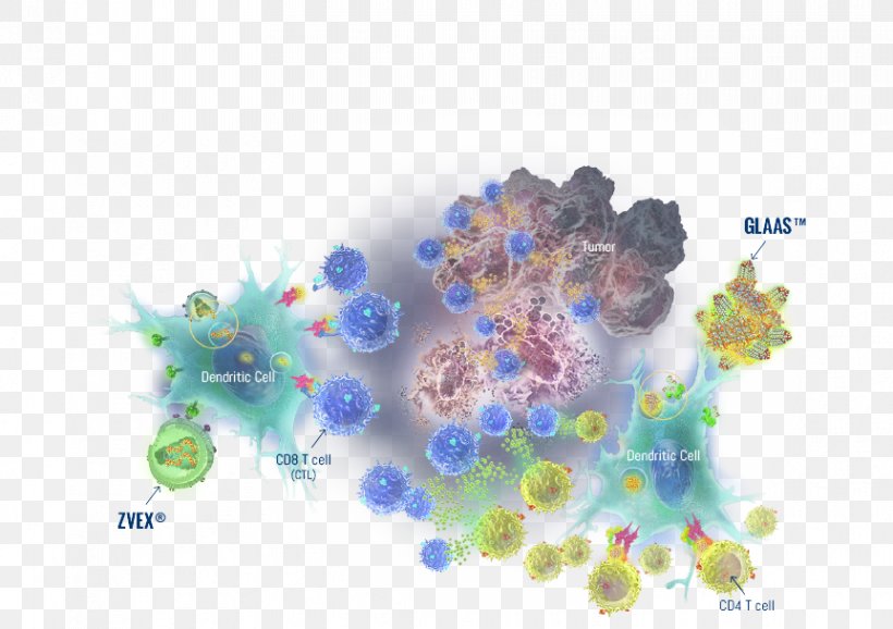 Adaptive Immune System Cancer Immunotherapy Cytotoxic T Cell Dendritic Cell, PNG, 862x608px, Immune System, Adaptive Immune System, Bead, Blue, Cancer Download Free