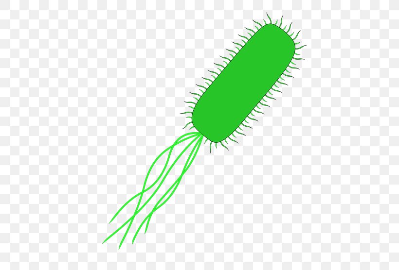 E. Coli Bacteria Vector International Genetically Engineered Machine