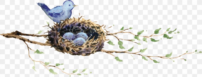 Edible Bird's Nest Duck European Robin Bird Nest, PNG, 1200x457px, Bird, Altricial, American Robin, Bird Day, Bird Egg Download Free