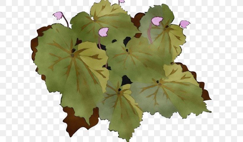 Flower Leaf Plant Petal Flowering Plant, PNG, 640x480px, Watercolor, Annual Plant, Flower, Flowering Plant, Geranium Download Free