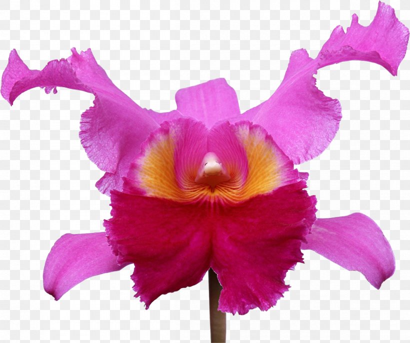 Orchids Photography Flower, PNG, 1200x1004px, Orchids, Cattleya, Cattleya Orchids, Christmas Orchid, Dendrobium Download Free