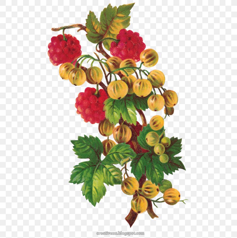 Raspberry PhotoScape Clip Art, PNG, 513x823px, Raspberry, Berry, Branch, Computer Software, Cut Flowers Download Free