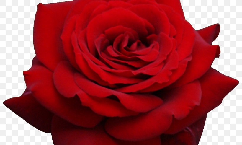 Rose Flower Clip Art, PNG, 800x491px, Rose, Cut Flowers, Floribunda, Floristry, Flower Download Free