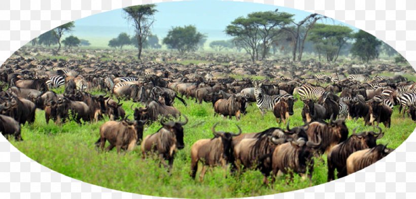 Serengeti National Park Maasai Mara Tarangire National Park Ngorongoro Crater Lion, PNG, 1024x491px, Serengeti National Park, Animal Migration, Big Five Game, Cattle Like Mammal, Fauna Download Free