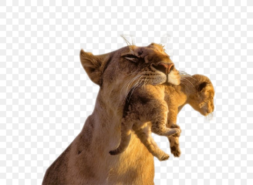Baby Lions Lion Cubs Cougar Cat, PNG, 600x600px, Lion, Animal, Baby Lions, Big Cats, Carnivoran Download Free