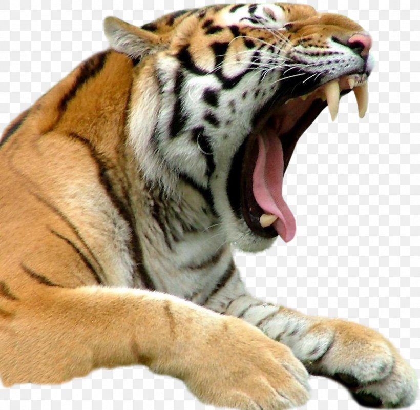 Bengal Tiger White Tiger Only In Bridgeport Cat Biting, PNG, 1042x1017px, Bengal Tiger, Aggression, Animal, Big Cat, Big Cats Download Free