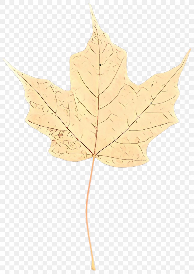 Maple Leaf, PNG, 1684x2376px, Cartoon, Black Maple, Flower, Flowering Plant, Leaf Download Free