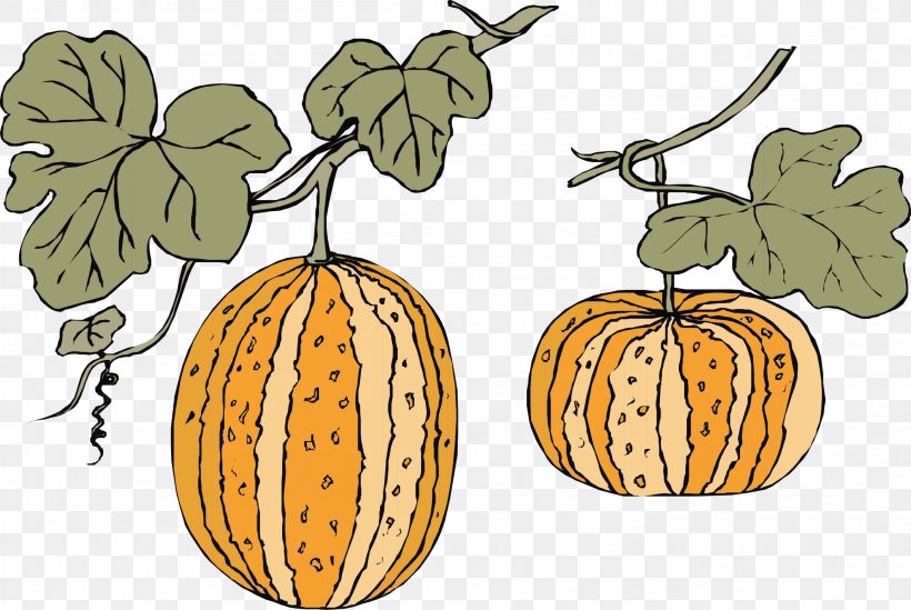 Pumpkin Gourd Melon, PNG, 2311x1549px, Pumpkin, Calabaza, Canary Melon, Cantaloupe, Commodity Download Free