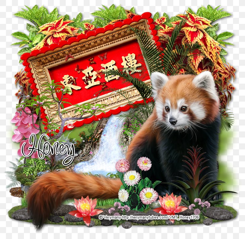 Red Panda Raccoon Giant Panda, PNG, 800x800px, Red Panda, Carnivoran, Fauna, Giant Panda, Raccoon Download Free