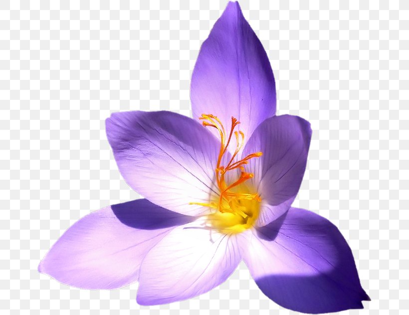 Crocus Saffron Close-up, PNG, 672x631px, Crocus, Closeup, Flower, Flowering Plant, Iris Download Free