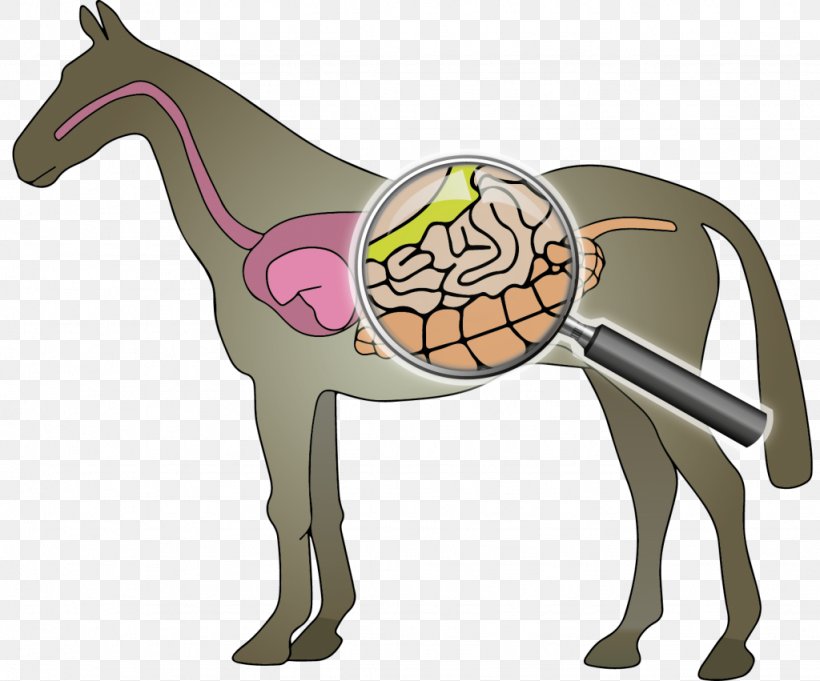 Horse Intestine Digestion Mud Fever Fodder, PNG, 1024x851px, Horse, Detoxification, Digestion, Fodder, Function Download Free