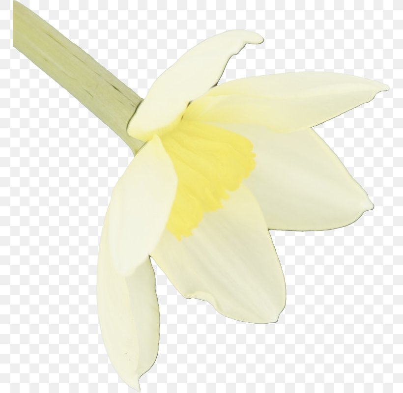 Orchid Flower, PNG, 767x800px, Yellow, Amaryllis Family, Auto Part, Automotive Wheel System, Cattleya Download Free