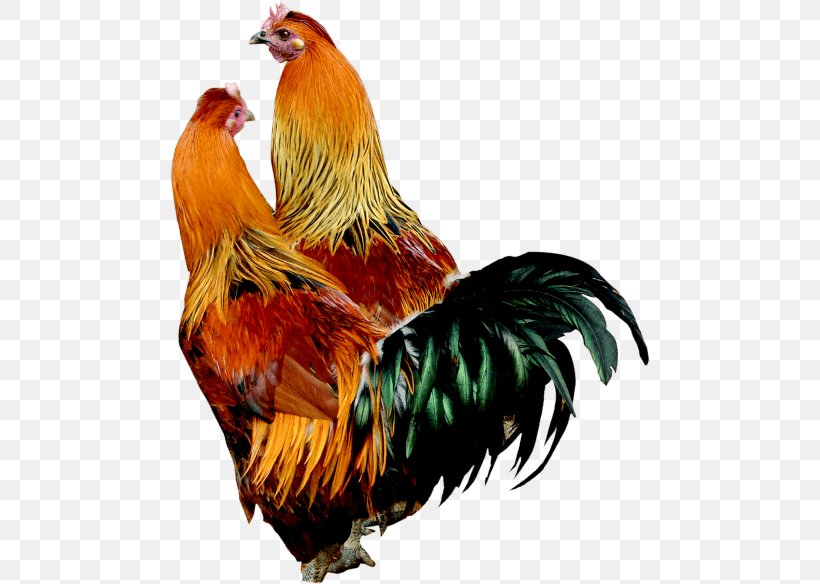 Rooster Plymouth Rock Chicken Broiler Lohmann Brown, PNG, 480x584px, Rooster, Animal, Beak, Bird, Broiler Download Free
