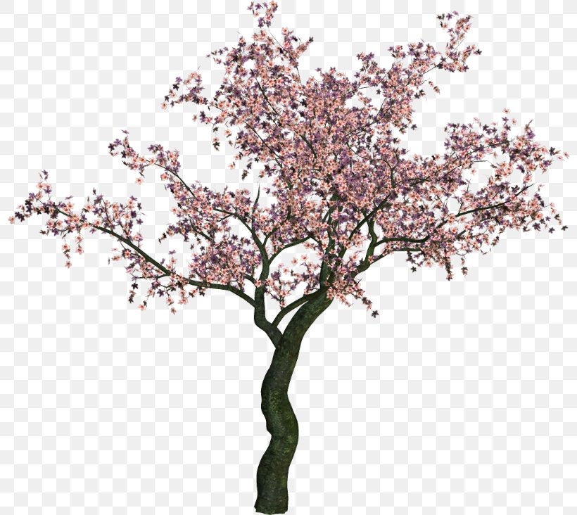 Tree Clip Art Adobe Photoshop Psd, PNG, 800x732px, Tree, Blossom, Bonsai, Branch, Cherry Blossom Download Free