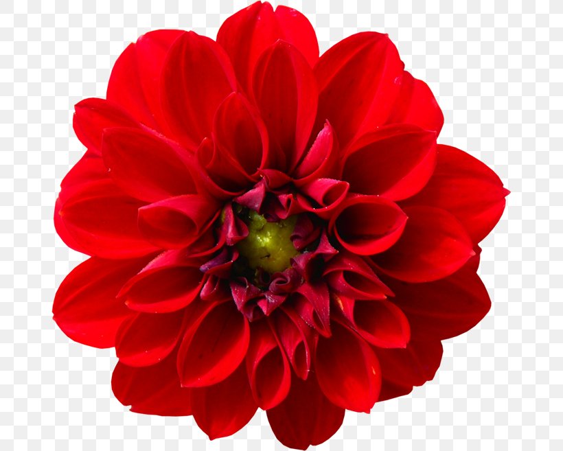 Dahlia Flower Plants Royalty-free Vase, PNG, 670x657px, Dahlia, Annual Plant, Cut Flowers, Daisy Family, Drawing Download Free