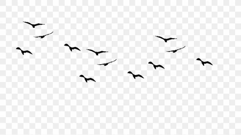 Bird Flight Gulls Drawing Birds Silhouette, PNG, 1167x657px, Bird, Animal Migration, Beak, Bird Flight, Bird Migration Download Free