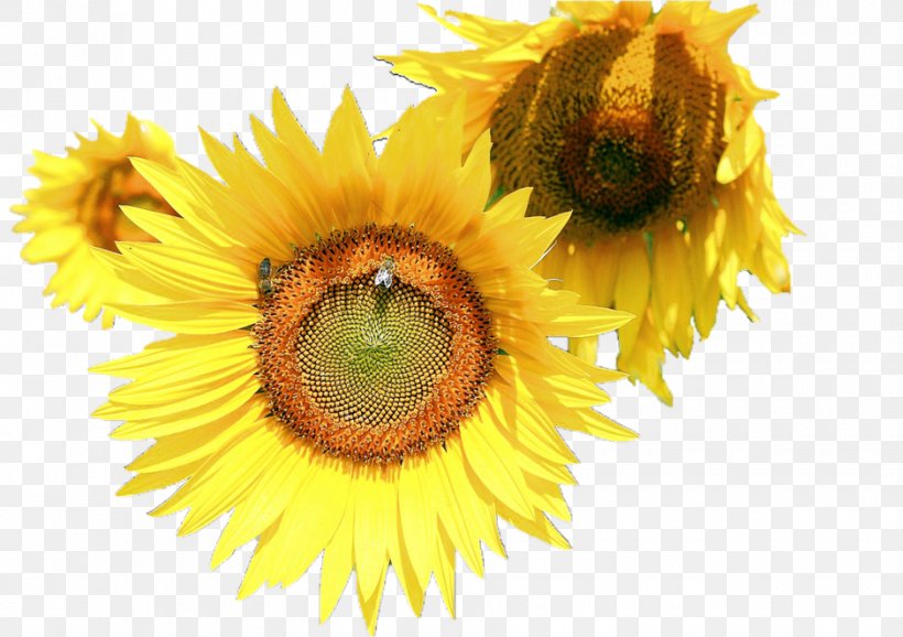 Common Sunflower Photography, PNG, 940x663px, Common Sunflower, Daisy Family, Flower, Flowering Plant, Petal Download Free